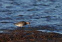 Bar-tailed godwit feeding - A